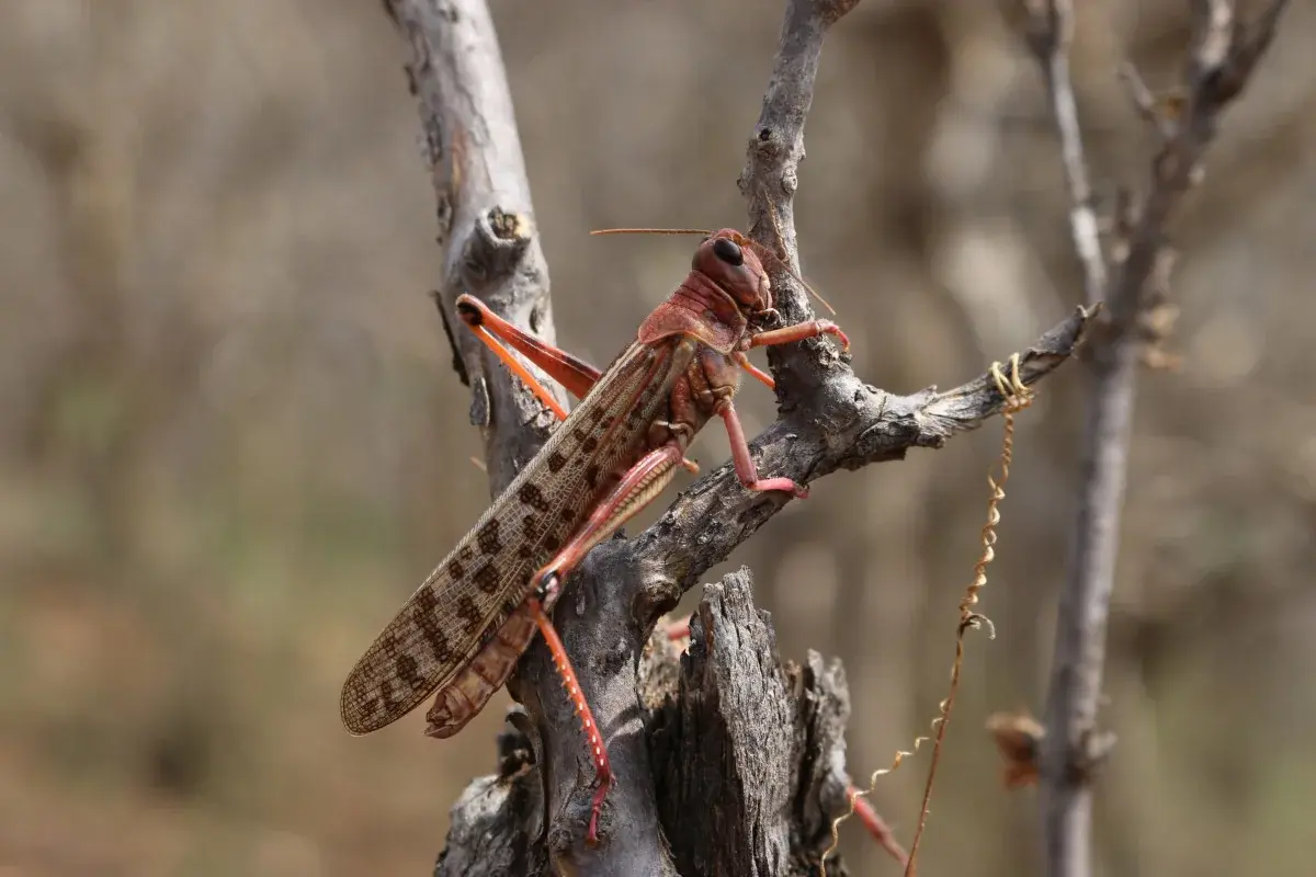 Astral Aerial — The only KCAA-approved locust response operator, Desert Locust Disaster Response.