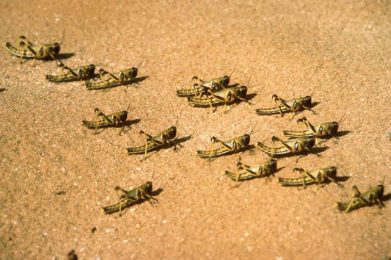 New Advances in Drone Desert Locust Control — (ULV)